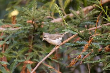 oak titmouse standing on a branch  © Yifeng