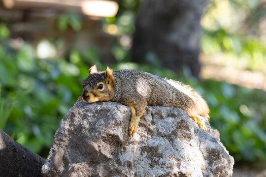 fox squirrel lying on the rock resting