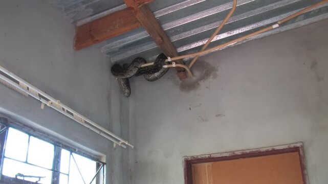 Large Python Hiding Inside House Roof Structure safety risk and human-animal conflict