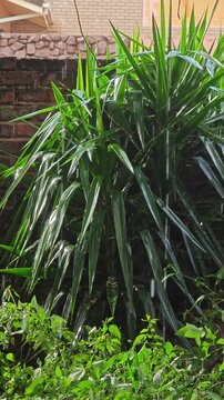 Heavy Rain Falling on Tropical Yucca Plant in Outdoor Garden dark masonry background