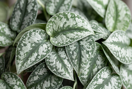 Close up of silver variegated leaves of scindapsus pictus houseplant