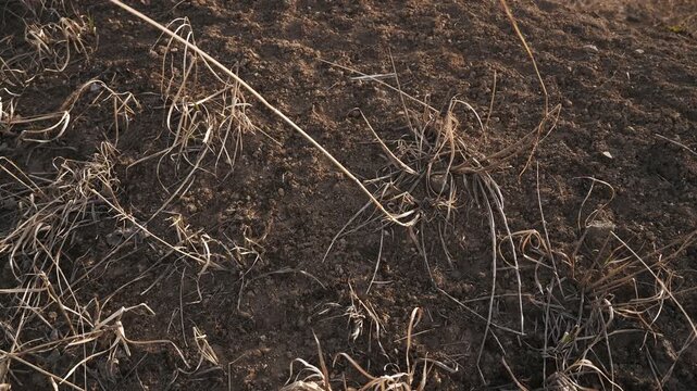 Dry brown highland with dead trees and withered grass