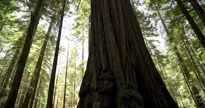 Massive redwood tree in lush temperate rainforest with sunlight rays