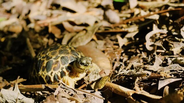 Close up of Face of a Spider tortoise (Pyxis arachnoides). Tropical rainforest of Madagascar island.