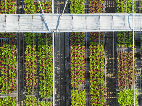 Aerial view of Hydrangea Flowers Nursery with rows of green seedlings in red pots under greenhouse structures in Taiwan.