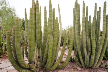 Organ Pipe Cactus in Desert Landscape of Arizona USA - 米国 アリゾナ州 オルガンパイプサボテン 荒野の風景 © Eric Akashi