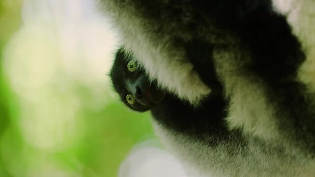 A Mother indri with her baby, black and white lemur, on a tree in Madagascar rainforest. 