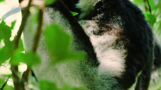 Close up of a newborn indri (black and white lemur) with her mother. Tropical rainforest of Madagascar island.