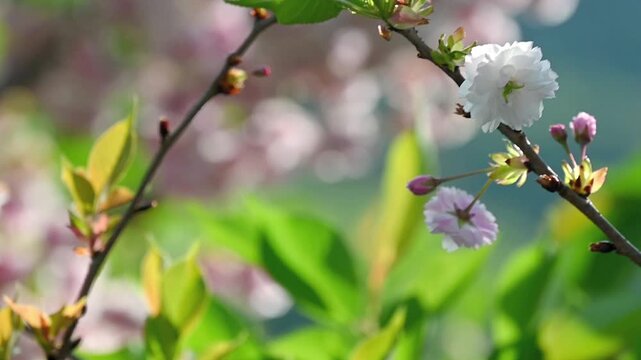 White and pink cherry blossoms on a branch moving gently with the wind, soft pink and green bokeh background, peaceful and romantic spring nature scene in slow motion with copy space