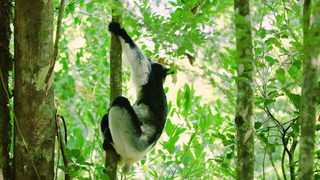A big lemur (Indri) Hanging from a tree. Madagascar rainforest.