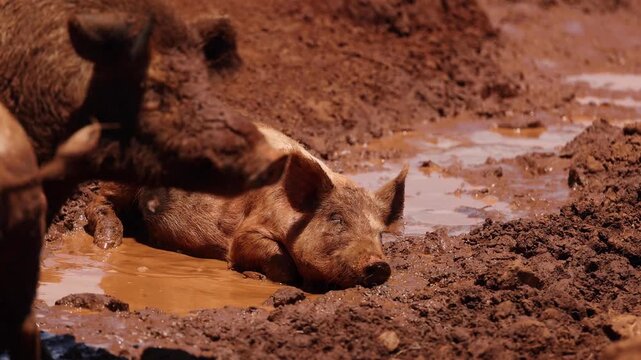 Muddy brown pig laying in muddy puddle while another large pig approaches in dirty outdoor environment.