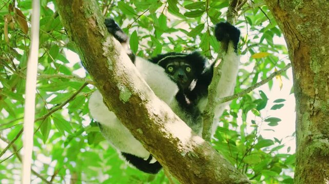 A big mother lemur (indri) teaching her baby how to survive in Madagascar island.