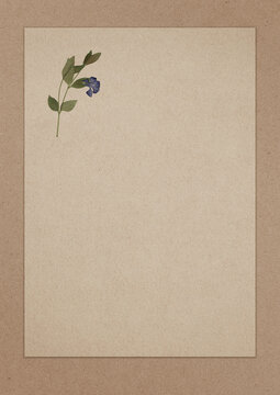 Pressed Flower on Retro Paper Background, Vintage Composition with Empty Copy Space Area. Perfect for botanical branding, invitations, greeting cards and soft natural themed print design.