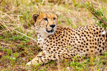 Cheetah resting in Masai Mara Kenya © Sekar B