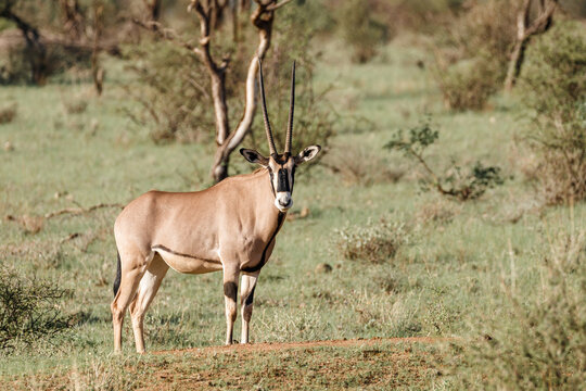 Adult oryx standing in Kenya grassland