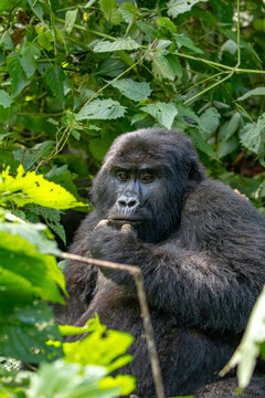 Young mountain gorilla in Bwindi Uganda