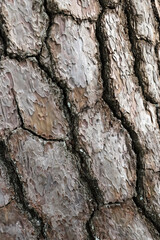 Fototapeta premium Close-up texture of rough pine tree bark with natural brown patterns.
