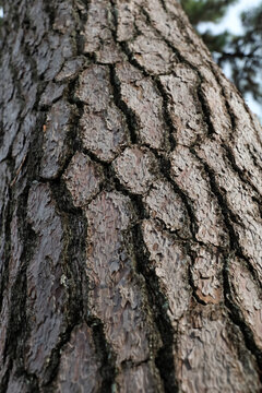 Close-up texture of rough pine tree bark with natural brown patterns.