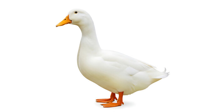 White duck with orange beak and feet on white background