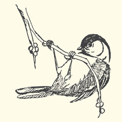 Bird hanging upside down from twig sketch with black and white wildlife illustration monochrome woodland backyard outdoors feathers perching observing watching curiosity acrobatic © bbilfunk