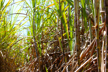 Obraz premium Sugarcane stalks growing in the field.