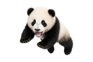 Adorable baby panda cub leaping forward with playful expression, isolated on white background © MJ iceberg