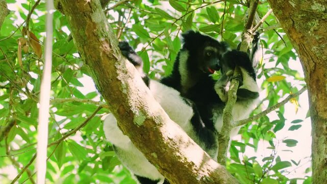 Endemic Indri lemur with her young one in natural habitat. Madagascar.