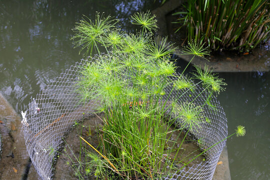 Cyperus alternifolius water plant in the pond