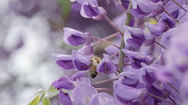 藤の花に集まるミツバチのスローモーション映像