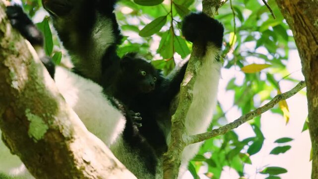 Endemic Indri lemur in natural habitat. Madagascar.