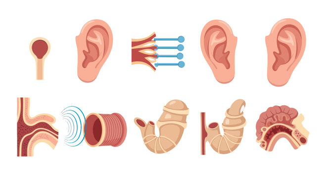 Human Ear Anatomy and Hearing System Diagram