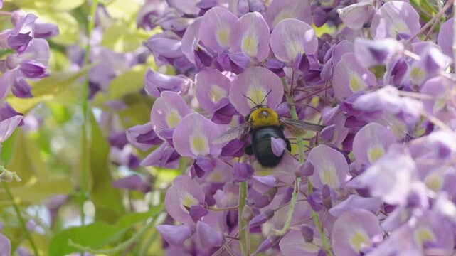 藤の花で蜜を吸うクマバチのスローモーション映像