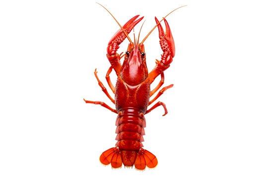Fresh red crayfish isolated on transparent background