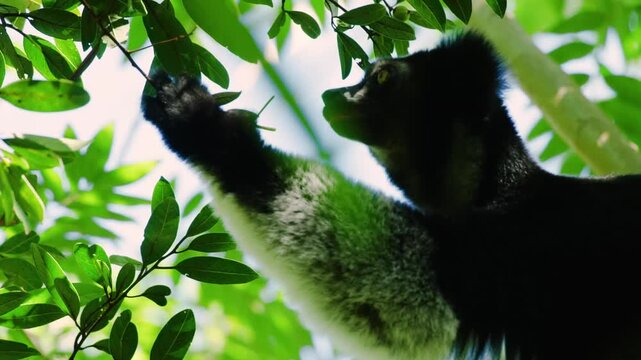footage of the Indri lemur (Indri indri) eating leaf in the forest.