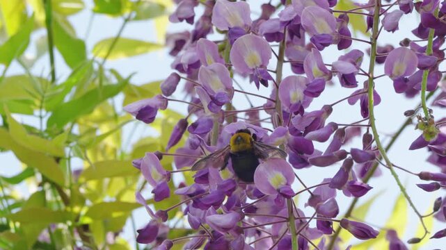 藤の花で蜜を吸うクマバチのスローモーション映像