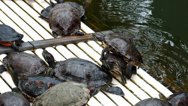 Close-up of turtles raised on bamboo rafts in a pond