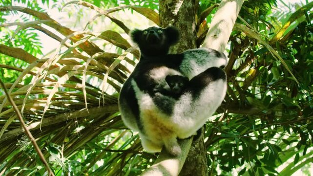 Indri indri - Babakoto the largest lemur of Madagascar has a black and white coat, climbing or clinging, moving through the canopy, herbivorous, feeding on leaves and seeds and fruits. 