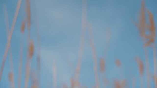 Swaying silver grass plumes against a blue sky, silver grass