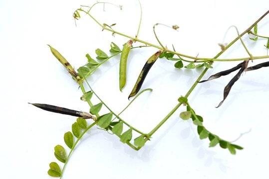 Vicia sativa (Narrow-leaved vetch). Fabaceae biennial vine. It produces butterfly-shaped flowers in spring, and its legumes ripen to a black color.