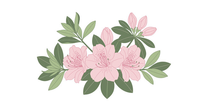 Delicate Pink Azalea Blossoms and Green Leaves Arrangement on White Background