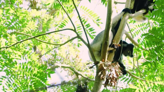 Indri indri - Babakoto the largest lemur of Madagascar has a black and white coat, climbing or clinging, moving through the canopy, herbivorous, feeding on leaves and seeds and fruits. 