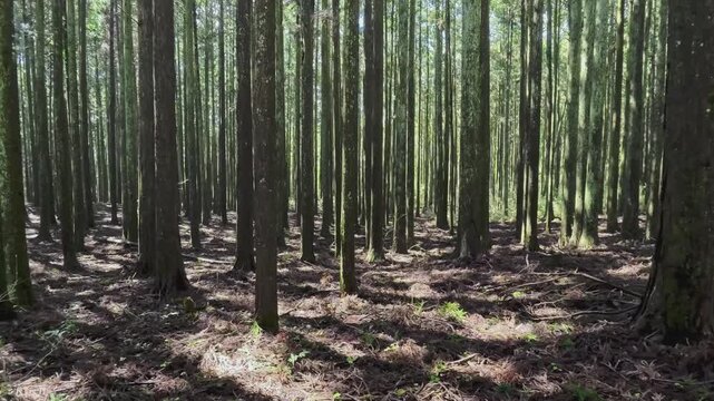 静岡県富士市にある富士ヒノキの美しい人工林を歩く
