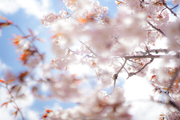 Naklejka premium 桜