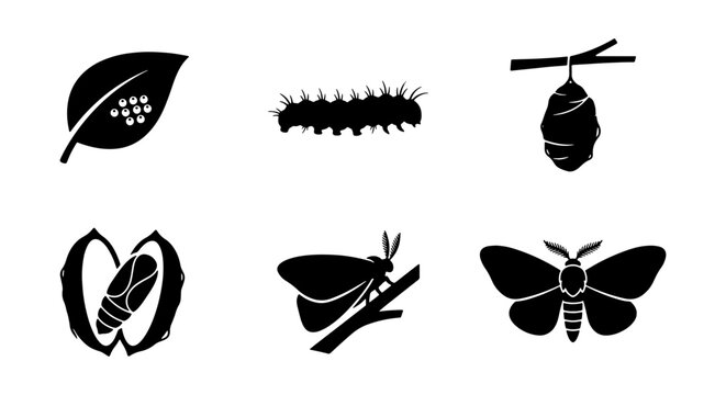 Silkworm Life Cycle Vector Icons, Butterfly Metamorphosis Stages, Insect Growth Progression, Biological Transformation Symbols