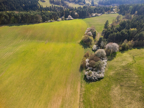 Aerial view of the Sajbica area featuring lush green meadows and blooming white trees bordering a dense evergreen forest under bright sunlight in Lubietova, Banska Bystrica Region, Slovakia.