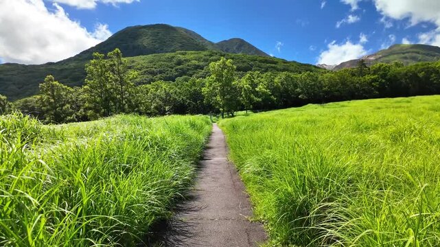 夏のタデ原湿原
