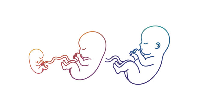 Stages of Fetal Development: Embryo to Fetus, Growth, Pregnancy, Life Cycle