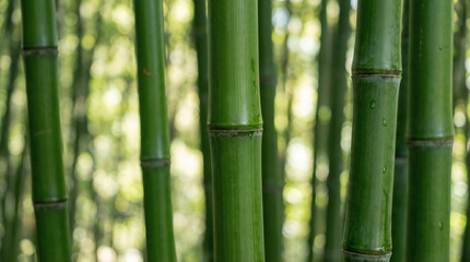 Fototapeta premium Close-up of lush green bamboo stalks in a serene forest setting