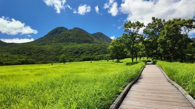 夏のタデ原湿原