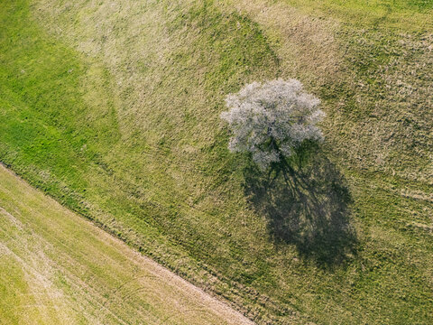 Aerial view of a single blossoming cherry tree on a lush green hillside with long shadows during spring Lubietova, Banska Bystrica Region, Slovakia.